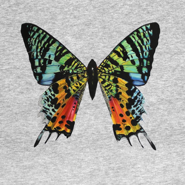 Madagascan Sunset Moth by Rachellily